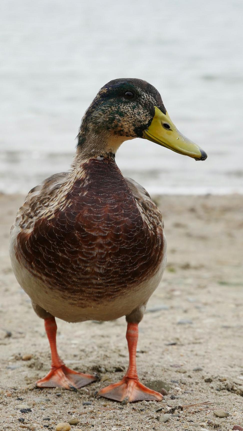 Duck